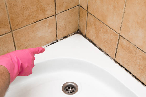 Best Professional Mold Removal  in Avery Creek, NC